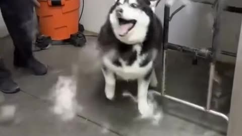 Husky time