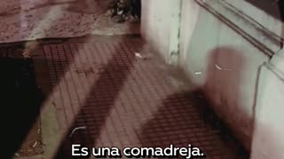 Adorable familia de zarigüeyas pasea por la calle