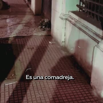 Adorable familia de zarigüeyas pasea por la calle