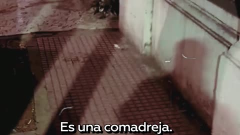 Adorable familia de zarigüeyas pasea por la calle