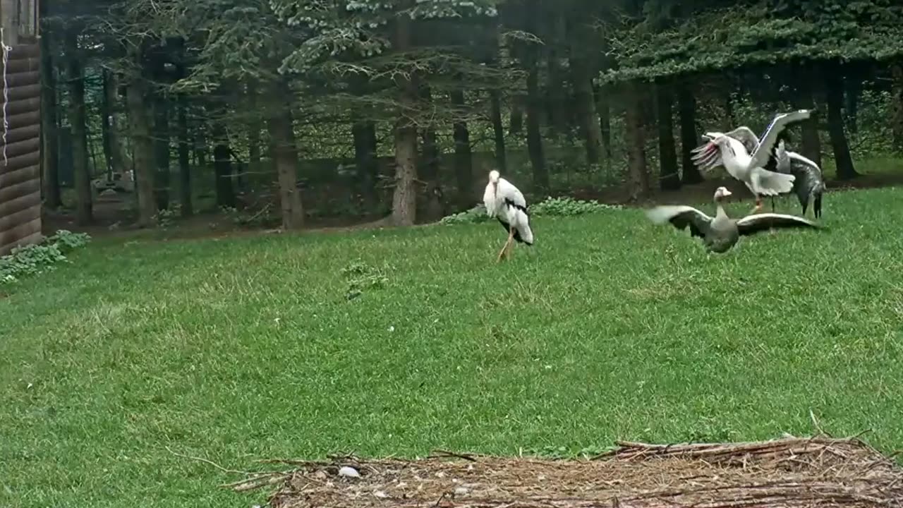 Jonas's beautiful dance🕺👏👏😀🤩🥰