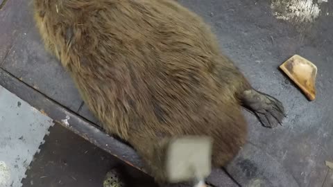 How To - Rough Skinning Beaver