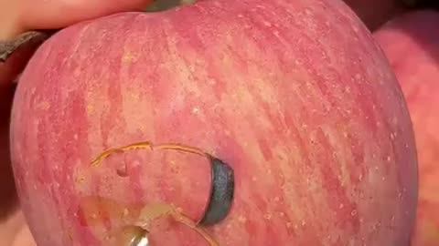 Apple Yummy
