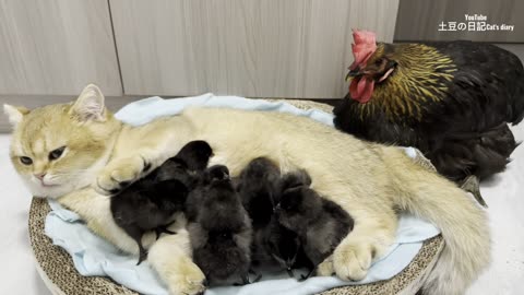 The hen was surprised!Kittens know how to take care of chicks better than hens.Cute