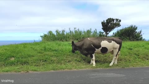 Animals & Humans Being Absolutely Chaotic Together 😂🐾