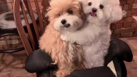 Dogs Hug Each Other – So Pure & Sweet! / Căței Care Se Îmbrățișează – Atât de Dulce! 💞🐾