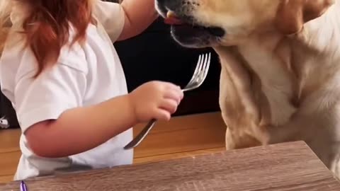 What Happens When You Feed Your DOG ALL Your Food? 😱🐶🍔 #FunnyDog #DogFoodChallenge #PetLovers