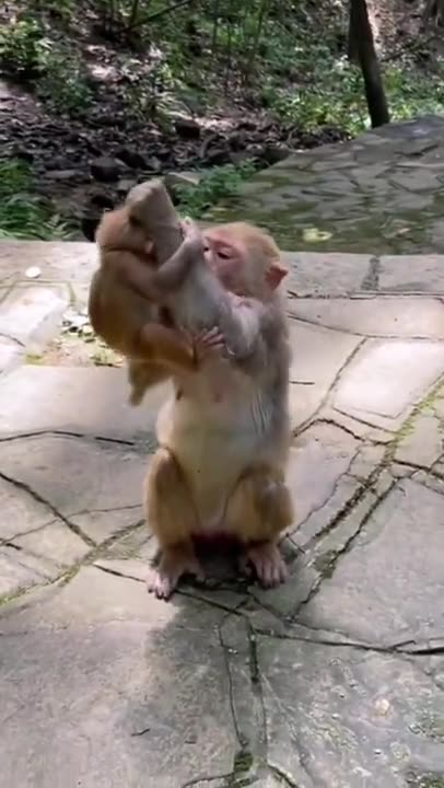 funny monkey short video #monkey #animals #funny #shorts #viral #kiss #baby #fun