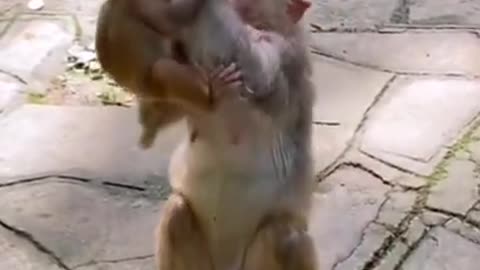funny monkey short video #monkey #animals #funny #shorts #viral #kiss #baby #fun
