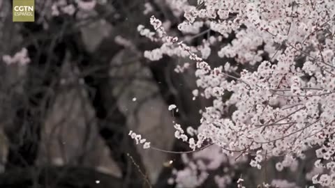 La espera del sueño en Cawarong