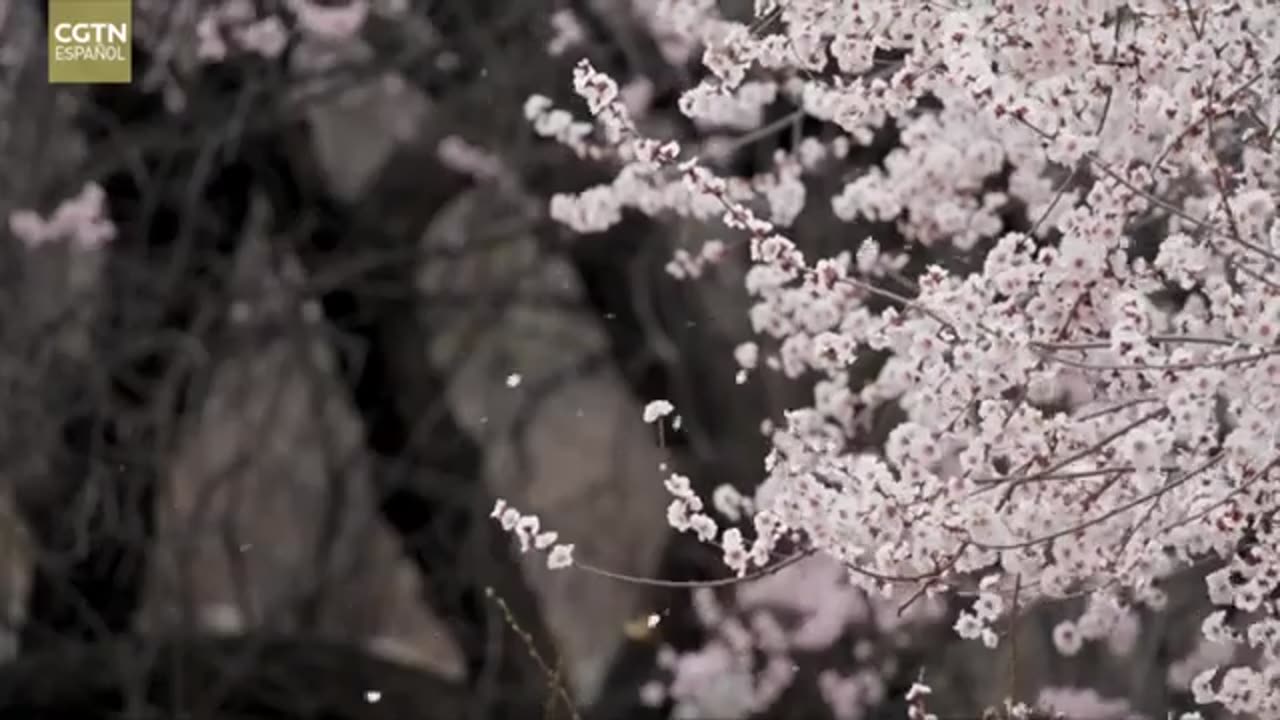La espera del sueño en Cawarong