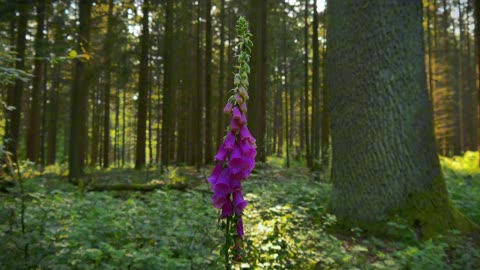 2 minutes of tranquility: Peaceful Forest Escape with Foxglove Blooms