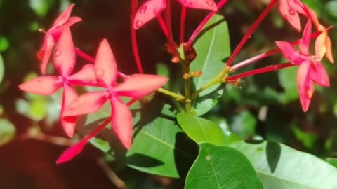 Flower and butterfly 🦋🦋 natural flower 🌹 nature butterfly 🦋🦋