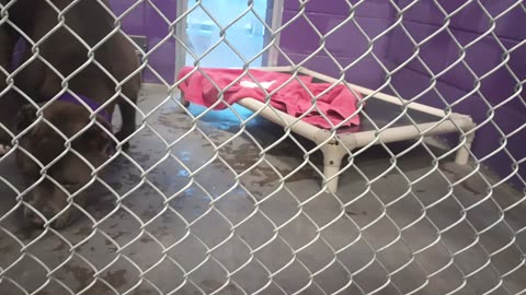 Champ 4y Pet Id 947378 kennel 2 HSSAZ shelter I chose easygoing Champ 2 finish day off20250711_560