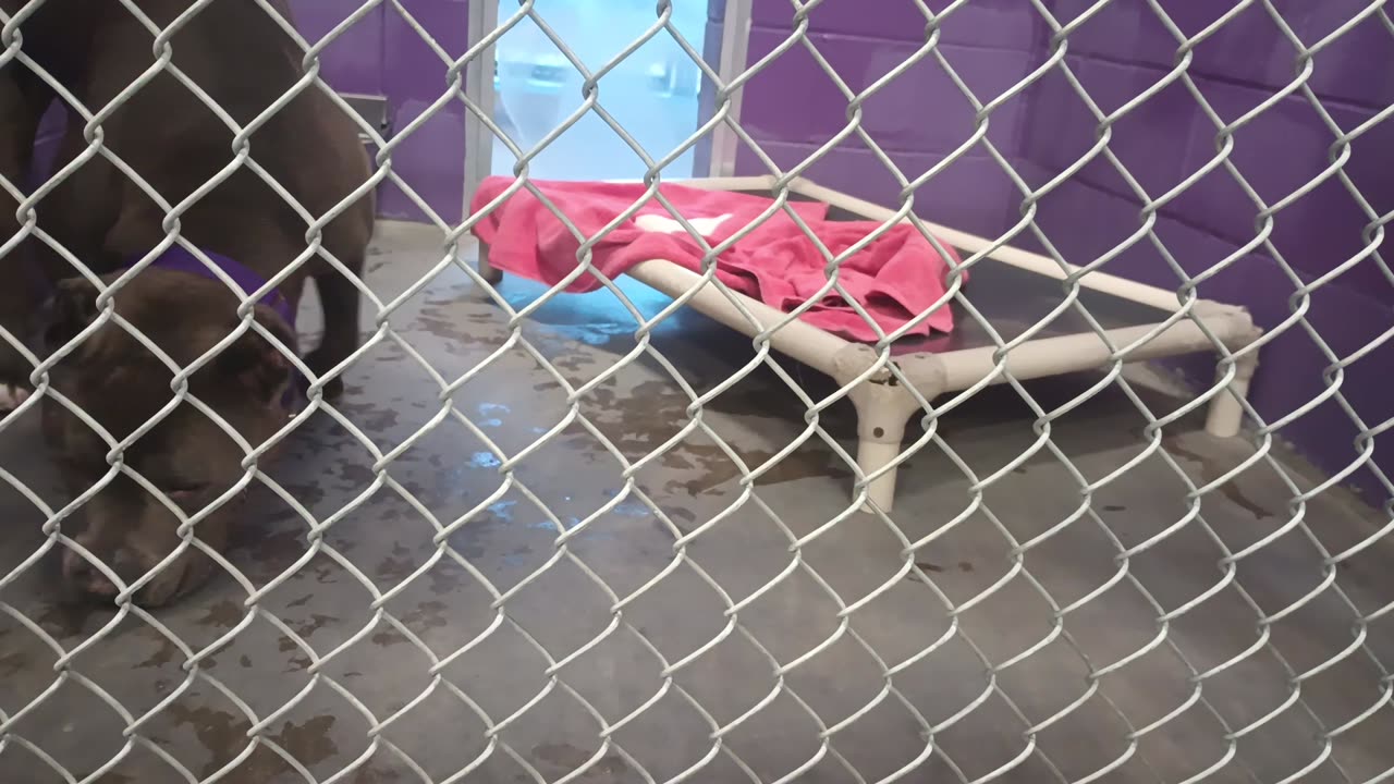 Champ 4y Pet Id 947378 kennel 2 HSSAZ shelter I chose easygoing Champ 2 finish day off20250711_560