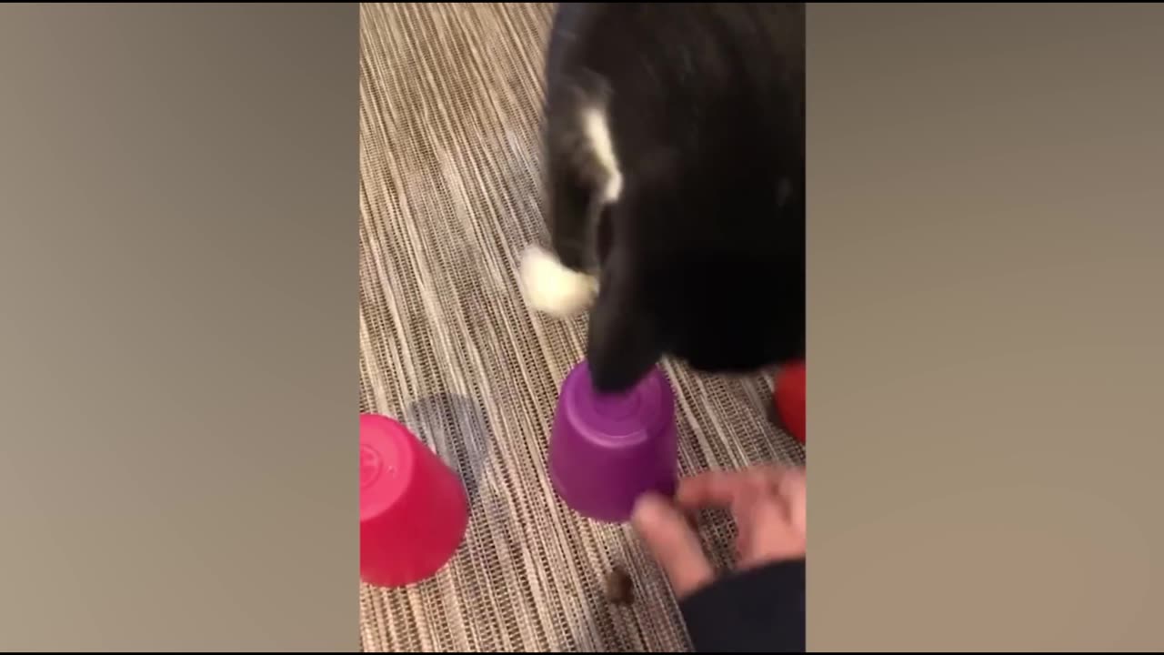 Funny pets doing funny things
