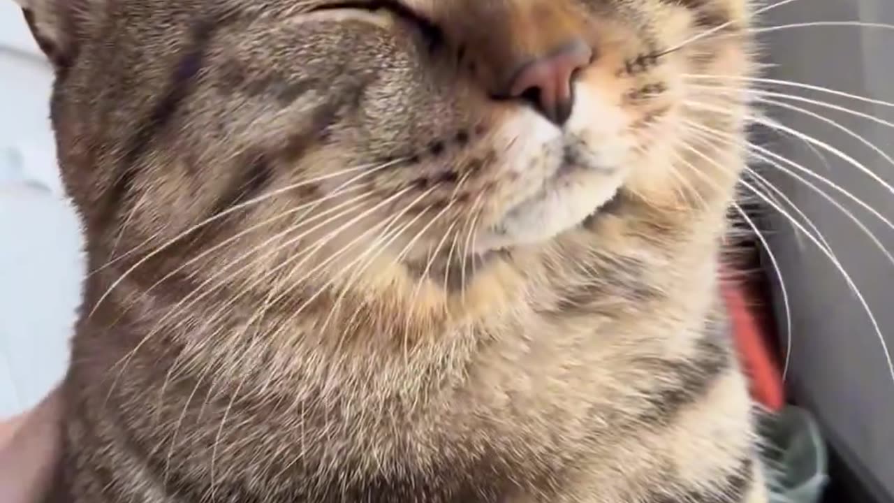 cat funny