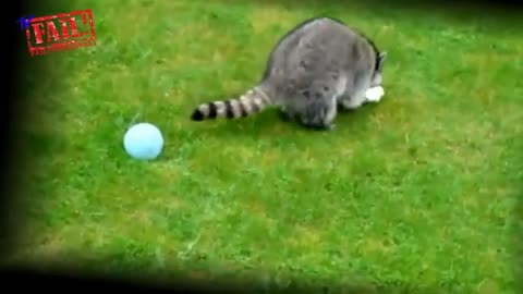 "Raccoons Gone Wild – Funniest Moments Compilation in HD!"