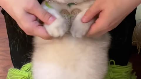 Paws, Beats, and Pure Joy 🐾✨