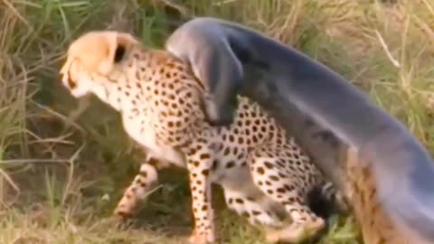 Python bite a back of cheetahs 😱