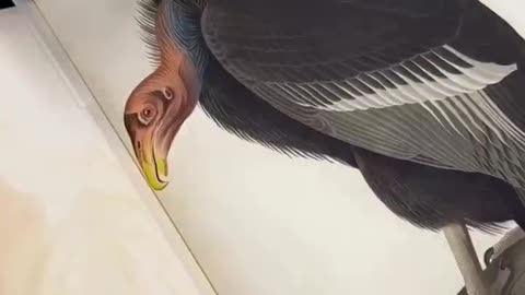 A GIANT BOOK FOR A GIANT PERSON