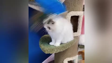 When your silly cat becomes your best friend