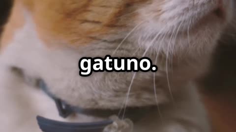 Lenguaje gatuno-Cats