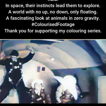 Floating Cats and Pigeons in Zero Gravity #ColourisedHistory