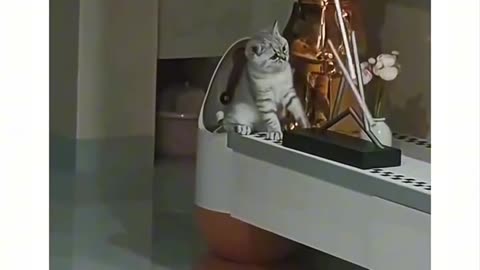 Cat never learns from his mistake