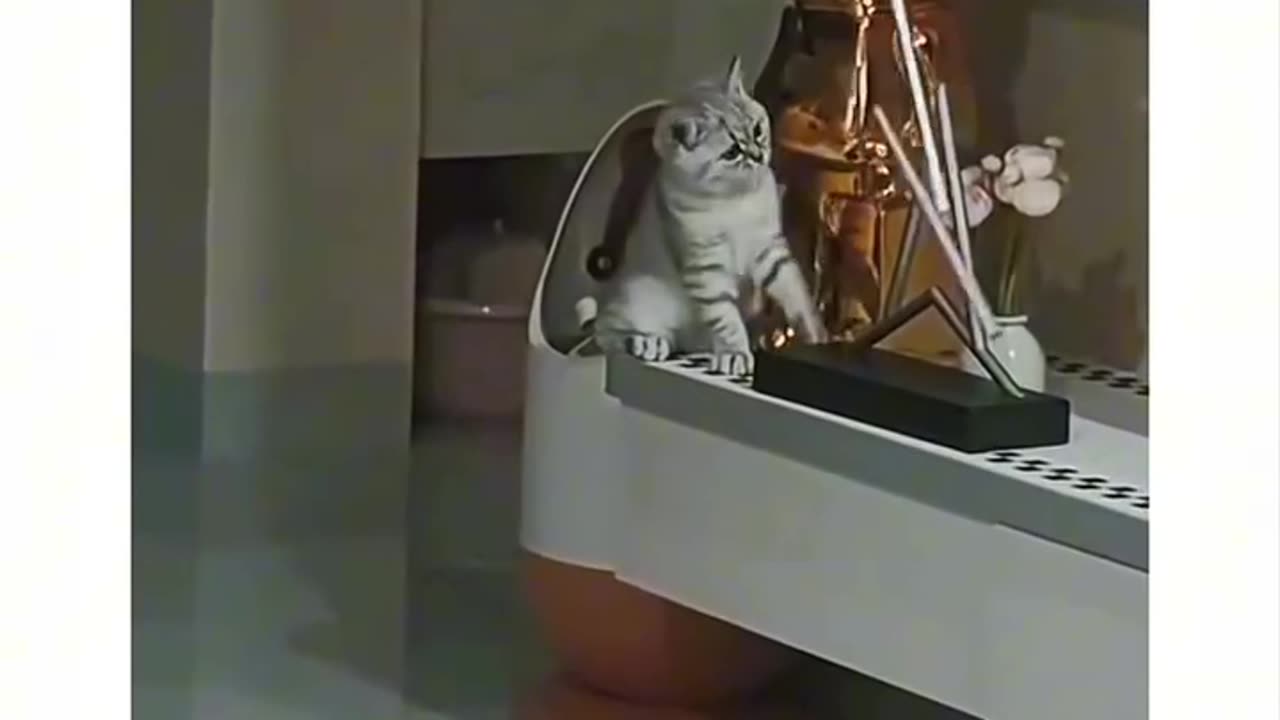 Cat never learns from his mistake