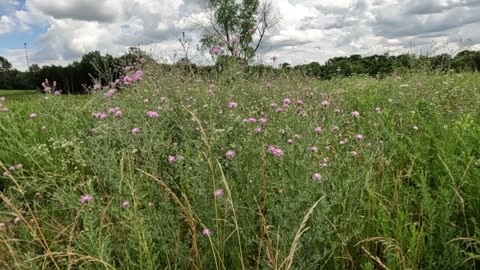 Wildflowers