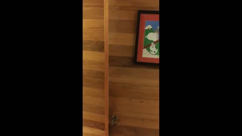 Daddy Goat 24/7 - Out Of Context Memes & Videos