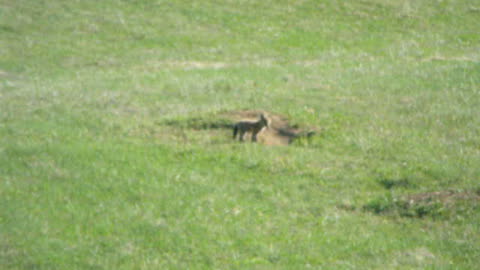 Foxes New Brunswick Canada 2015-2