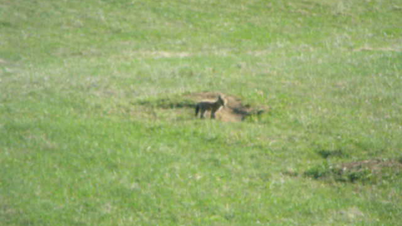 Foxes New Brunswick Canada 2015-2