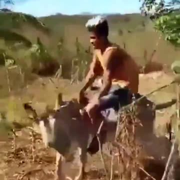 Donkey gets the last laugh