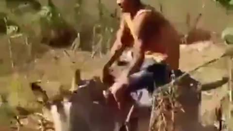 Donkey gets the last laugh