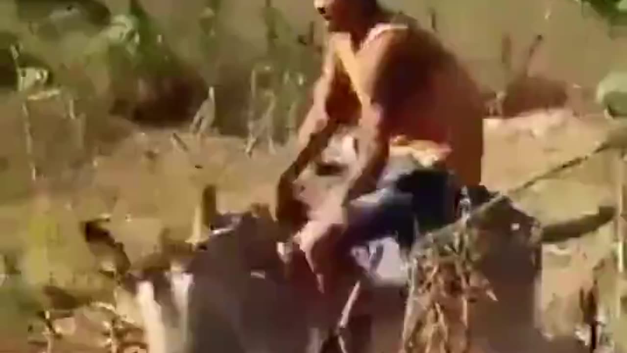 Donkey gets the last laugh