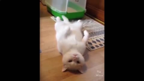 Fun with cats and dogs