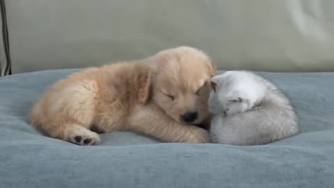 Damn it kitty! Why can't you get a puppy in your own size? Seriously, how are you going to feed it?
