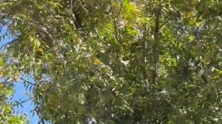 👽🔭 Black Sphere in Roswell NM! | TheTruthAbove