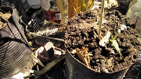 Coffee with the Bees, Part 3