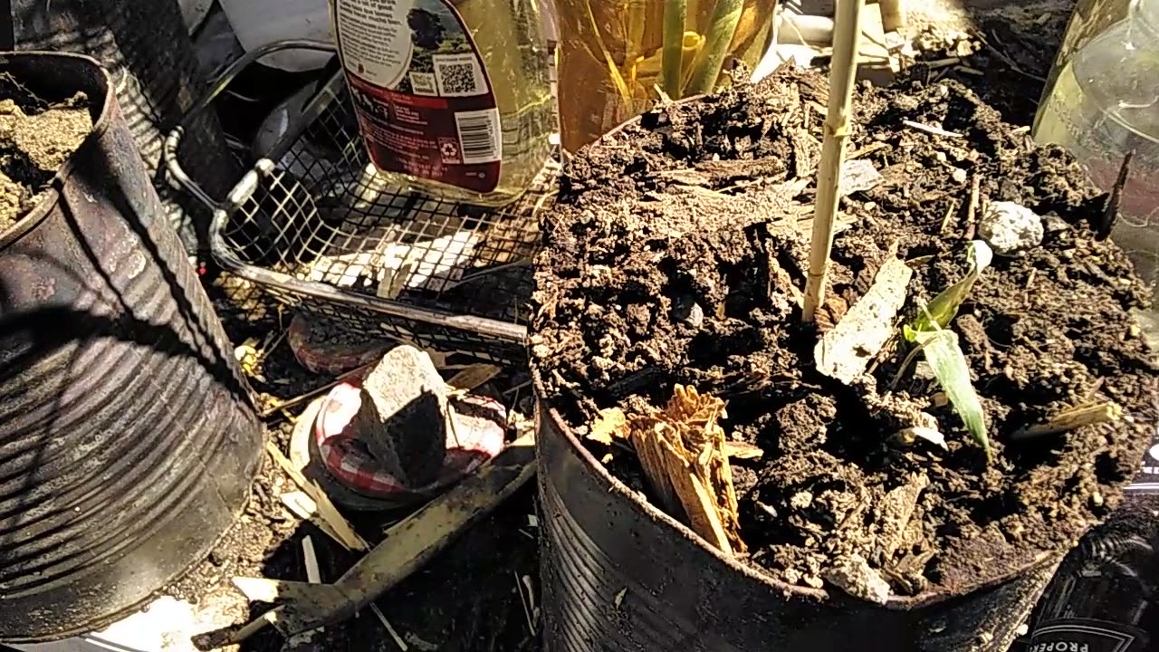 Coffee with the Bees, Part 3