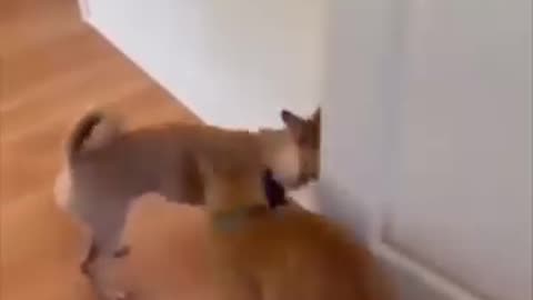 Watch mind-blowing compilation of incredibly smart cats । funny clip ।।