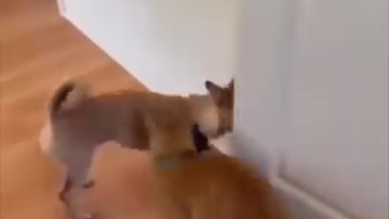 Watch mind-blowing compilation of incredibly smart cats । funny clip ।।