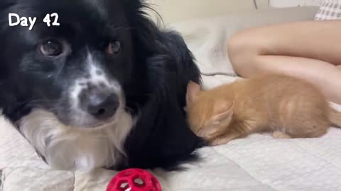 Rescued Tiny Kitten Grows Up with the care of a Big Dog | kitten's video ||