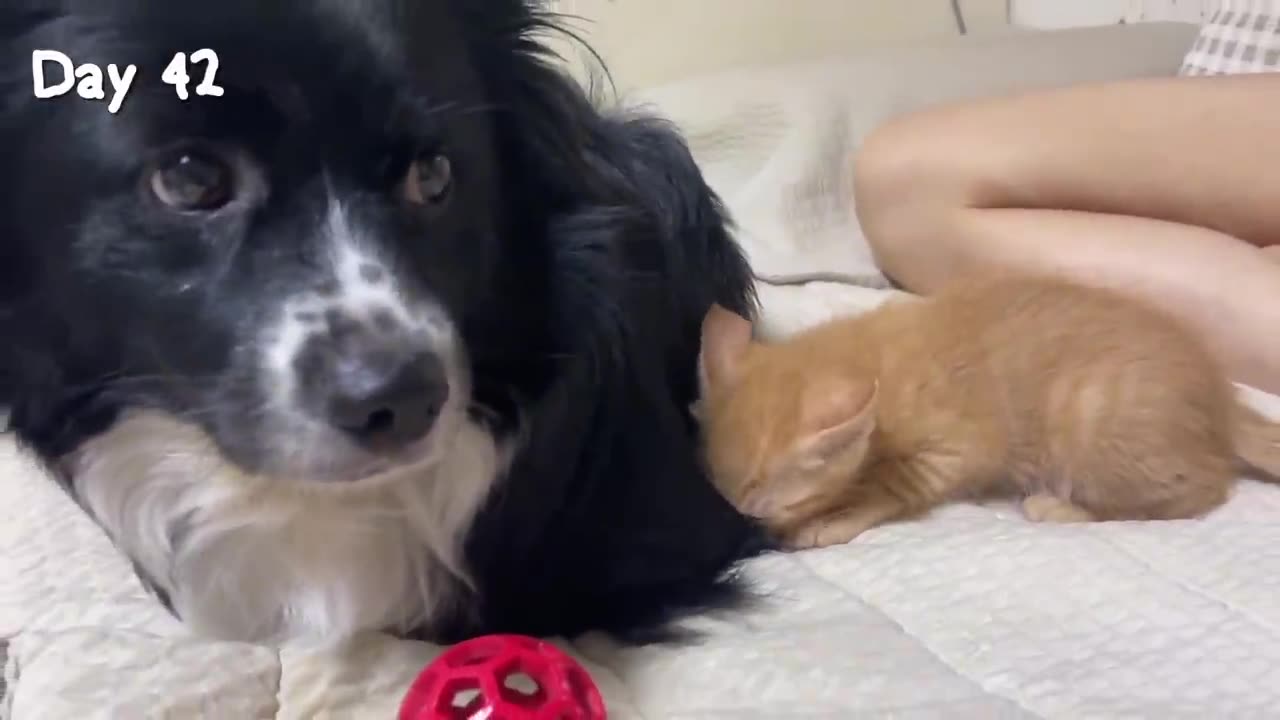 Rescued Tiny Kitten Grows Up with the care of a Big Dog | kitten's video ||