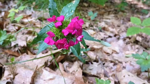 Sweet William
