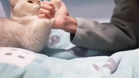 Crazy cat skills 😱 #cat #catsvideo