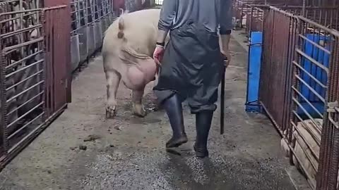 Funny Videos