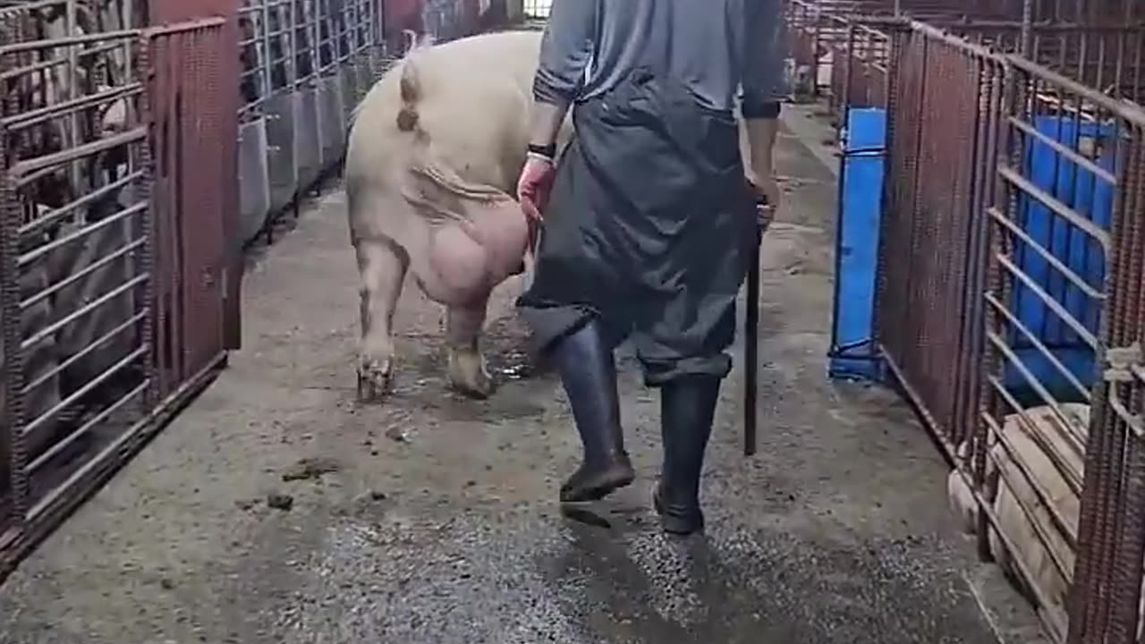 Funny Videos
